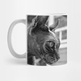 Sphynx cat Mug